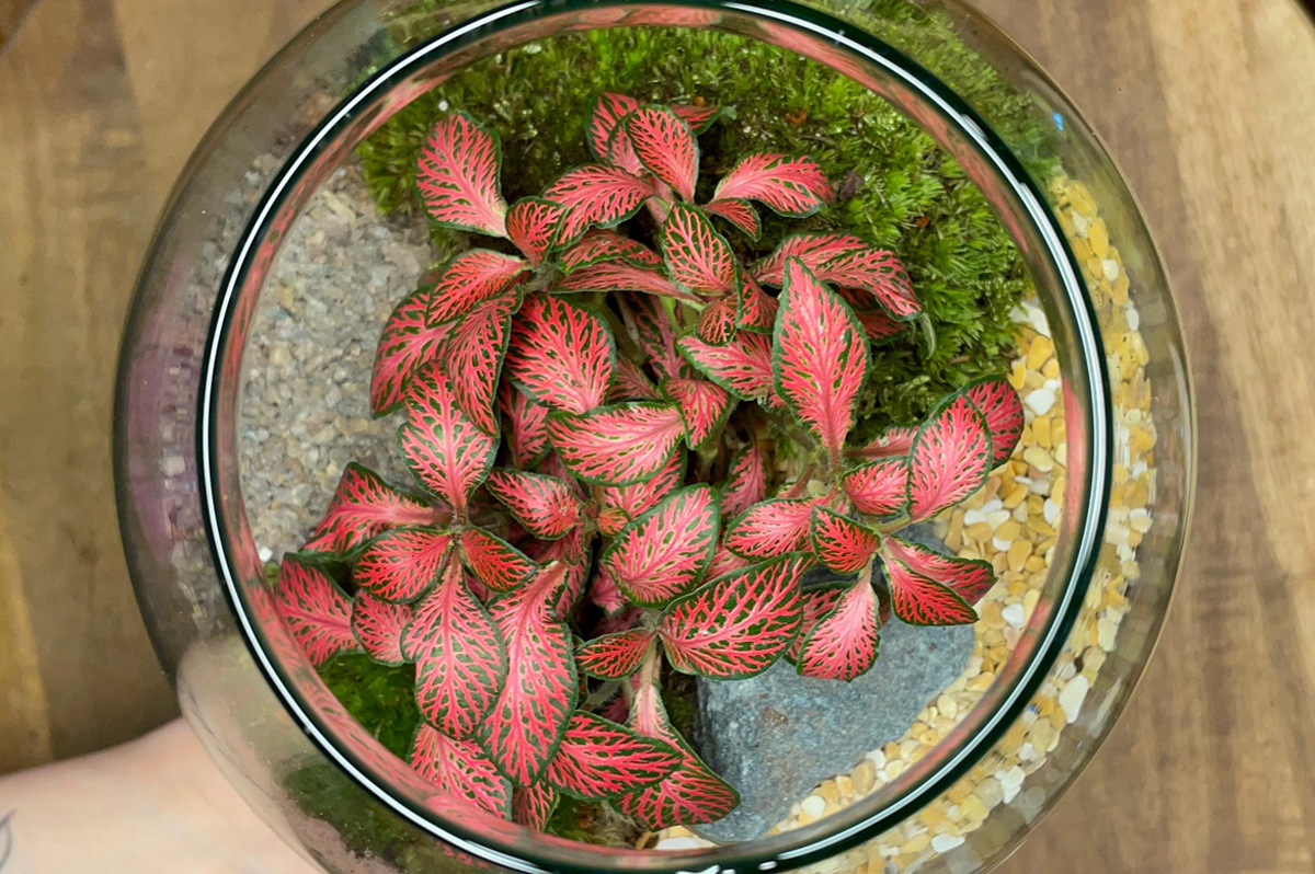 terrarium design